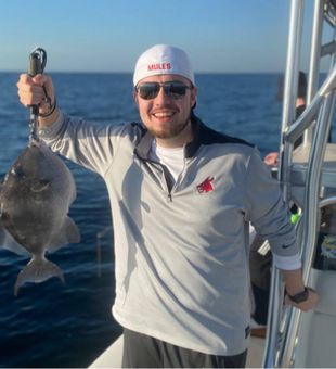 Grey triggerfish in Destin, Florida